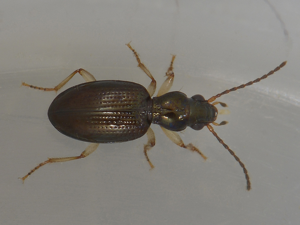 Sinechostictus decoratus